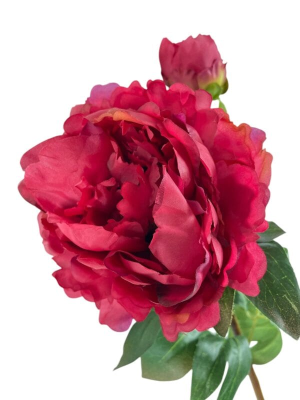 peonia roja c boton