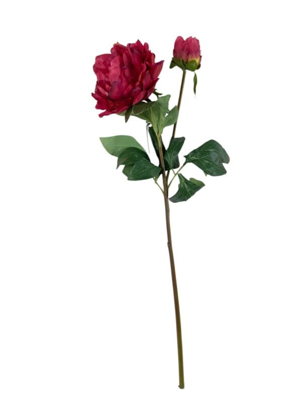peonia roja c boton