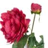 peonia roja c boton
