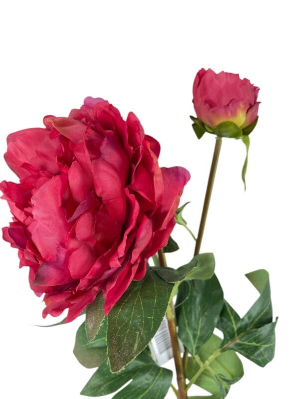 peonia roja c boton
