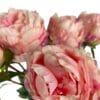 peonia rosada cerrada