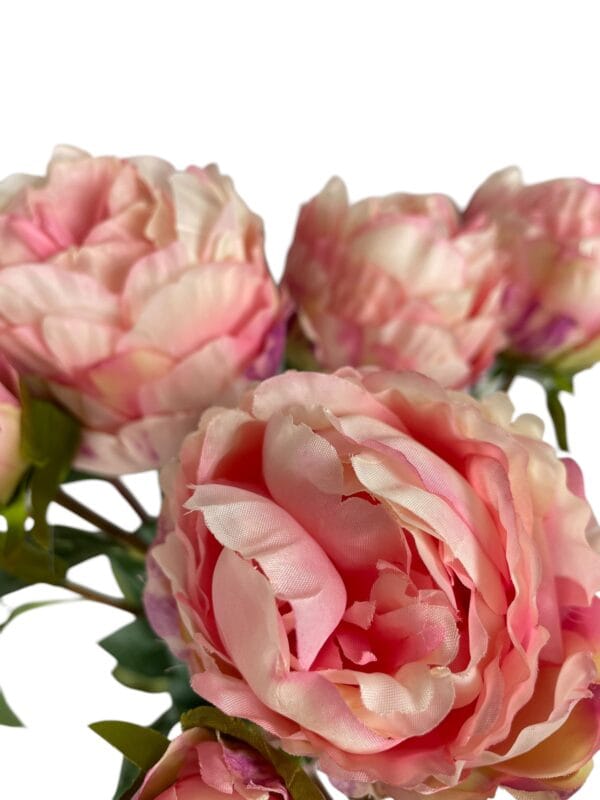 peonia rosada cerrada