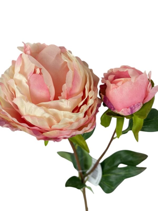 peonia rosada cerrada