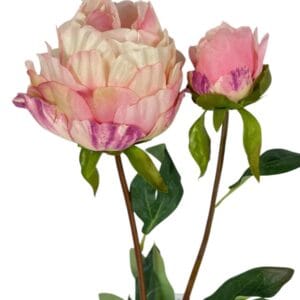 peonia rosada cerrada