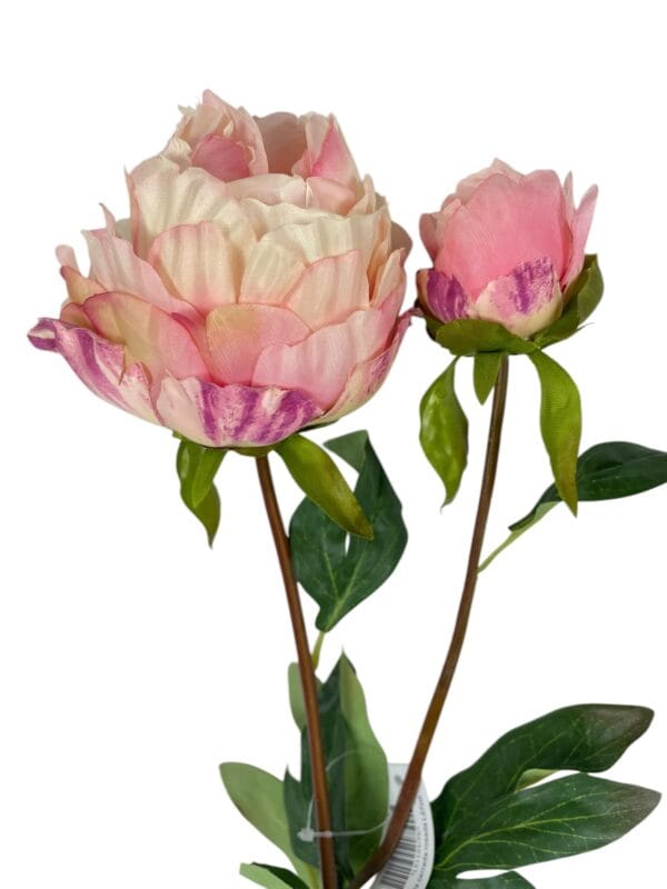 peonia rosada cerrada