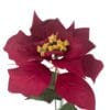 Poinsettia Roja 75cm