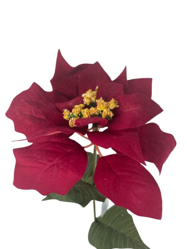 Poinsettia Roja 75cm
