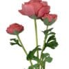 Renúnculo Rosado 73cm