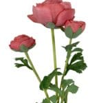 Renúnculo Rosado 73cm
