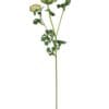 Renúnculo Verde Rosa 73cm