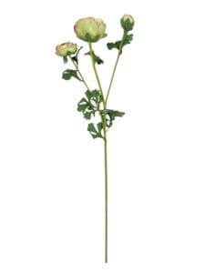 Renúnculo Verde Rosa 73cm