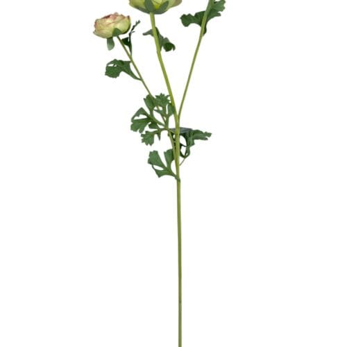 Renúnculo Verde Rosa 73cm