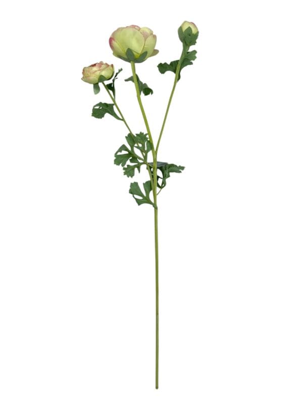 Renúnculo Verde Rosa 73cm