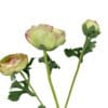 Renúnculo Verde Rosa 73cm