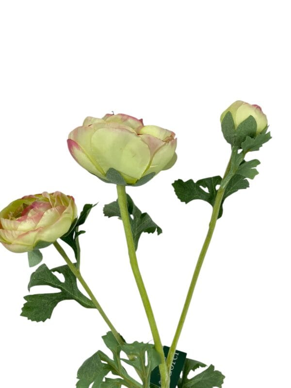 Renúnculo Verde Rosa 73cm