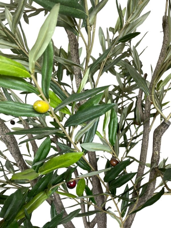Arbol de olivo 240cm (4) Árbol de Olivo 3 metros