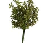 Pasto Tomillo Verde