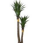 Árbol de Yuca 183 cm UV