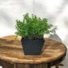 Macetero Cuadrado Negro 13cm - square pot (1)