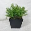 Macetero Cuadrado Negro 13cm - square pot