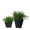 Macetero Cuadrado Negro 13cm - square pot (1)