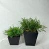 Macetero Cuadrado Negro 13cm - square pot