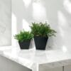 Macetero Cuadrado Negro 13cm - square pot (1)