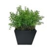 Macetero Cuadrado Negro 13cm - square pot (1)