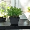 Macetero Cuadrado Negro 13cm - square pot (1)