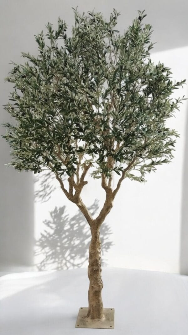 olivo 3m (1) olivo 3m