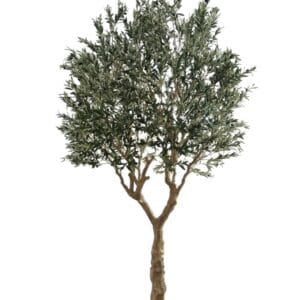 olivo 3m