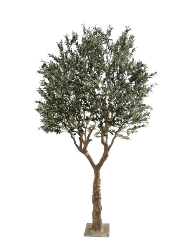 olivo 3m (2) olivo 3m