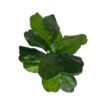 Rama ficus lyrata 56cm UV (5) Rama ficus lyrata