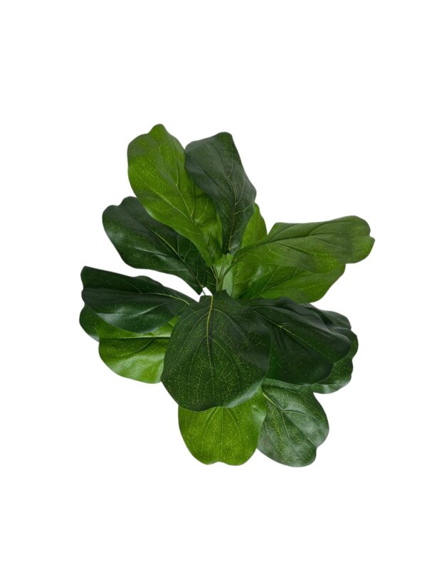Rama ficus lyrata 56cm UV (5) Rama ficus lyrata