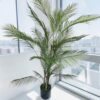 Palmera Areca Fina 1,8m 4 troncos