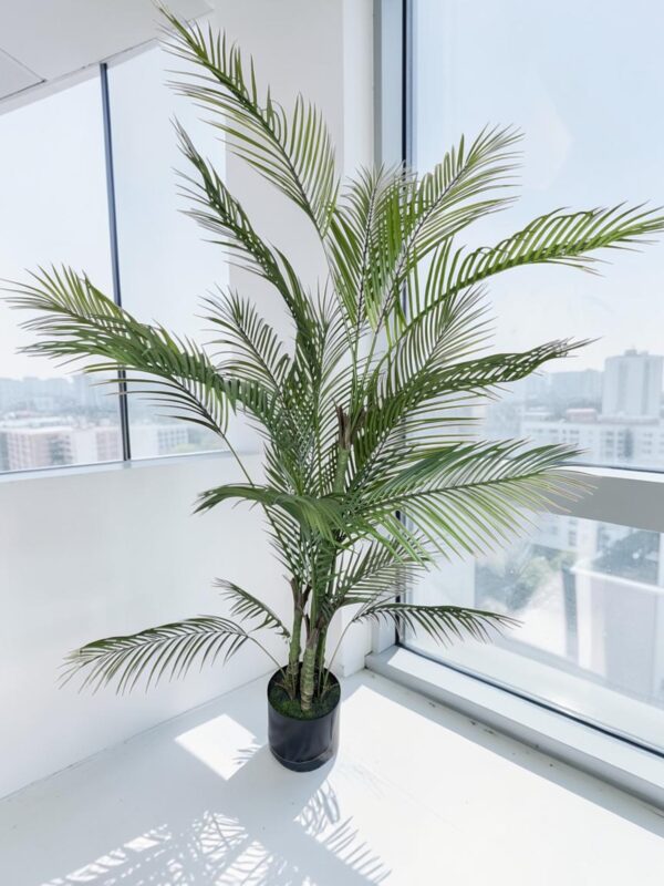 Palmera Areca Fina 1,8m 4 troncos