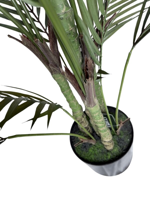 Palmera Areca Fina 1,8m 4 troncos