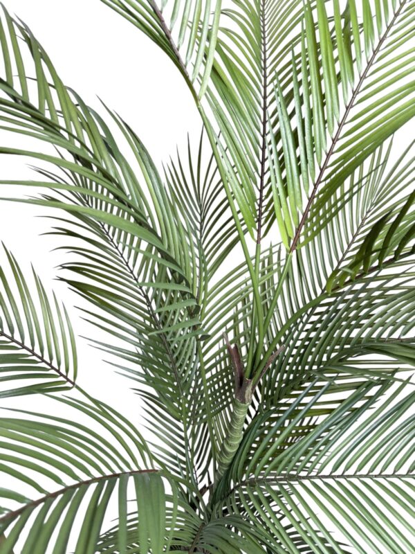 Palmera Areca Fina 1,8m 4 troncos