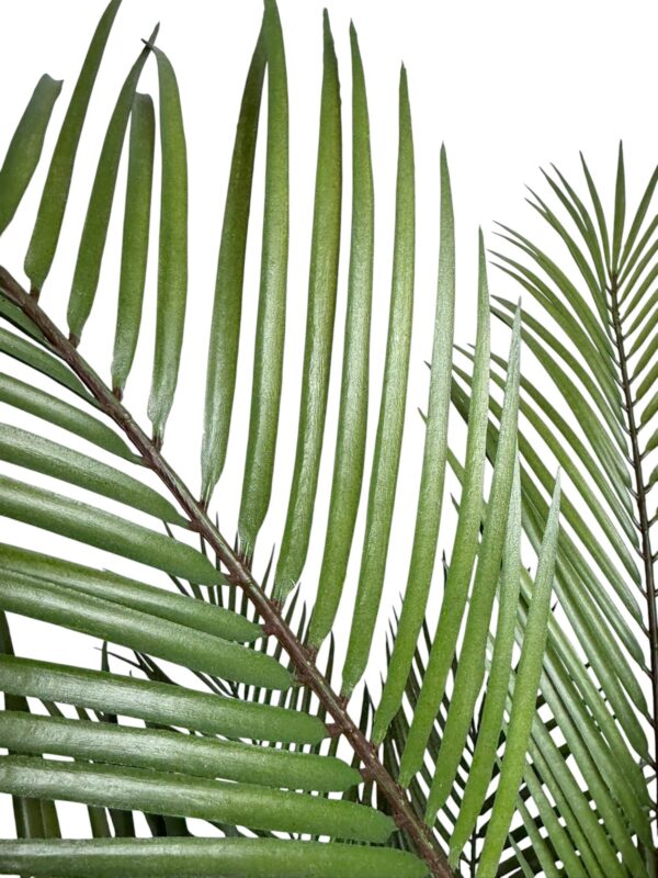 Palmera Areca Fina 1,8m 4 troncos