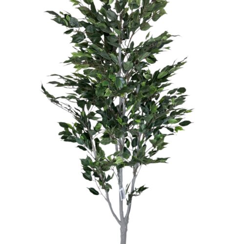 Ficus Clásico 210cm con UV
