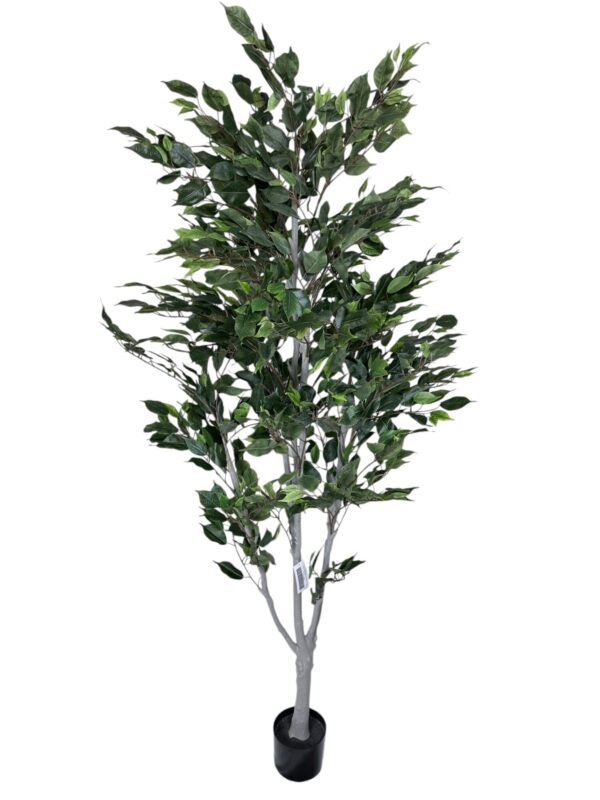 Ficus Clásico 210cm con UV