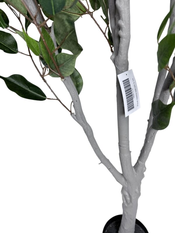 Ficus Clásico 210cm con UV
