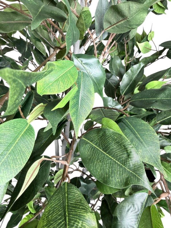 Ficus Clásico 210cm con UV