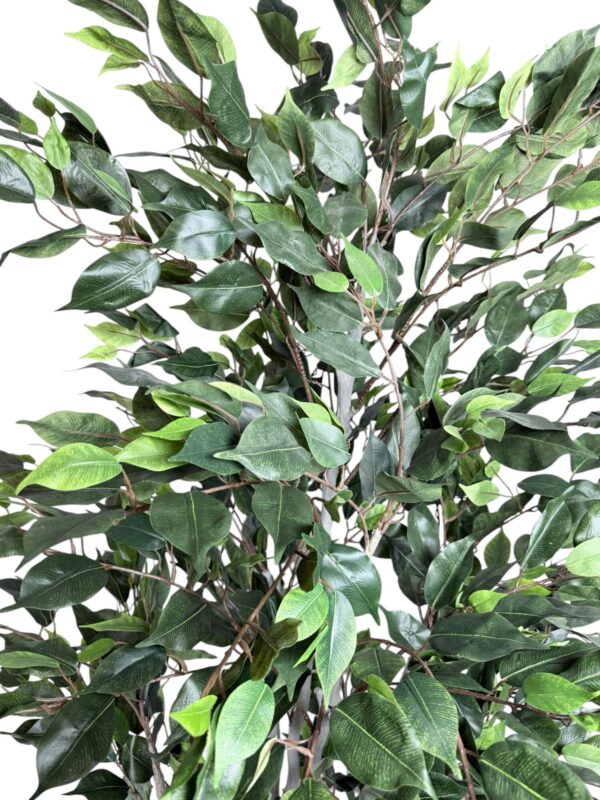 Ficus Clásico 210cm con UV
