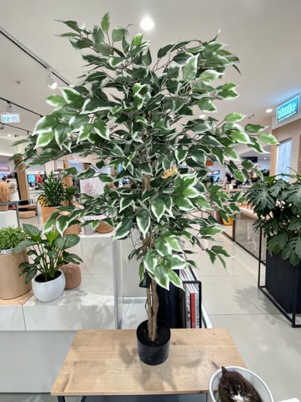 Ficus Clásico Variegado 150cm