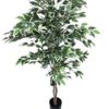 Ficus Clásico Variegado 150cm