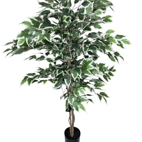 Ficus Clásico Variegado 150cm