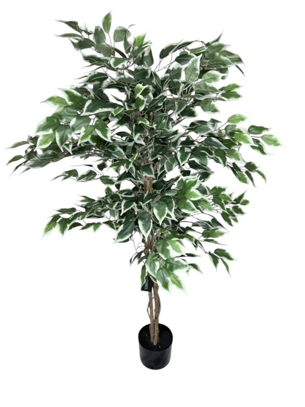 Ficus Clásico Variegado 150cm