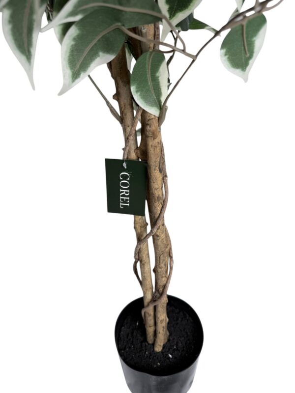 Ficus Clásico Variegado 150cm