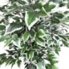 Ficus Clásico Variegado 150cm